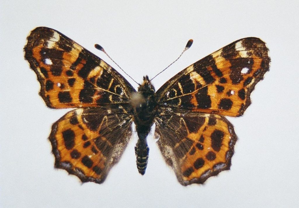 9194_MV